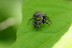 こんな顔だったのか…