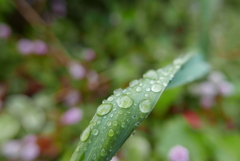 雨上がりの公園