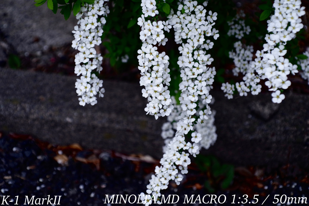 MINOLTA MD MACRO 1:3.5 / 50mm