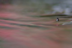 水面に浮かんだ水滴