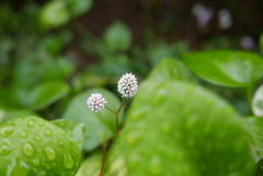 雨上がりの公園