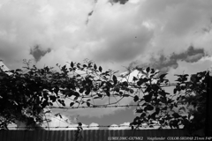 monochrome