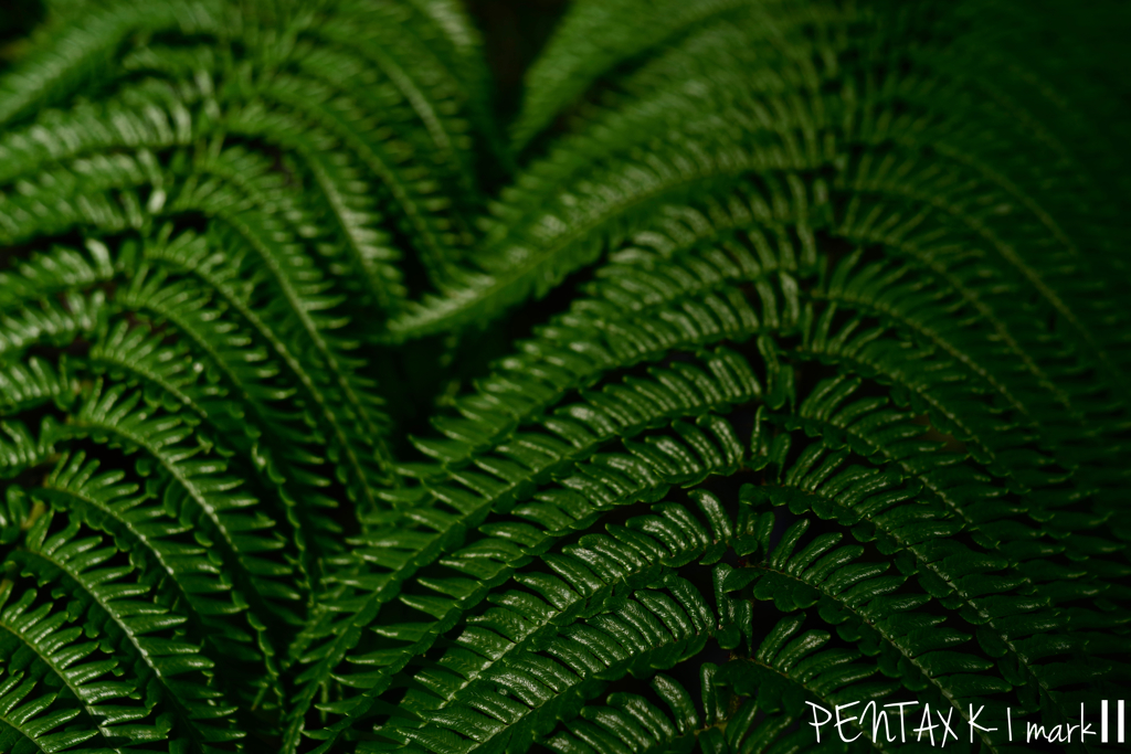 Carl Zeiss Jena TESSAR 1:2.8 / 50mm