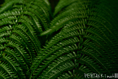 Carl Zeiss Jena TESSAR 1:2.8 / 50mm