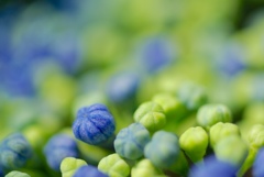 紫陽花祭り