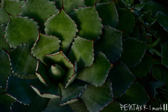 Carl Zeiss Jena TESSAR 1:2.8 / 50mm
