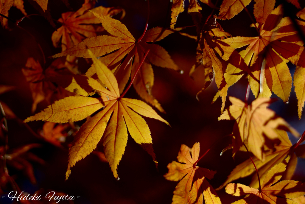 紅葉