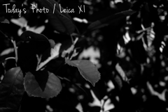 帰り道スナップ