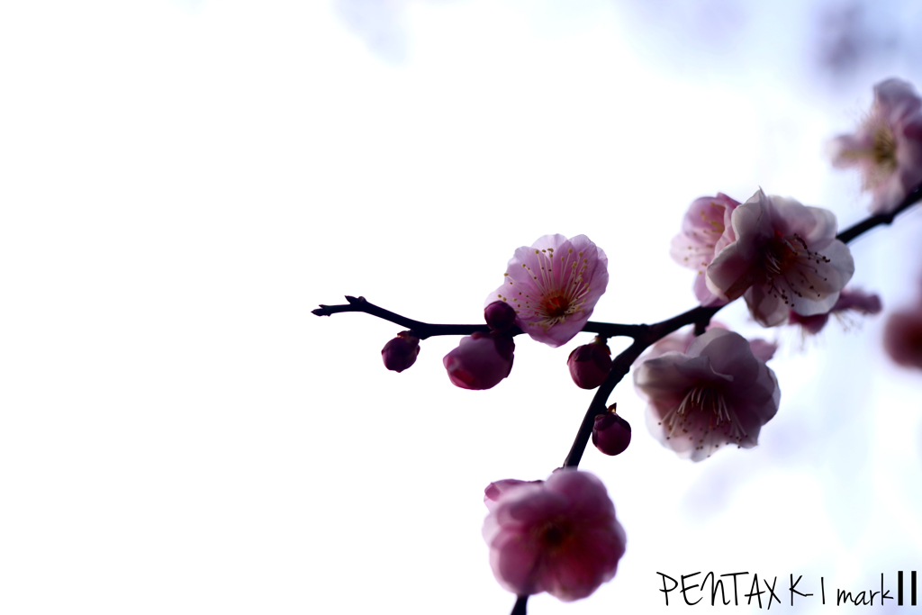 Carl Zeiss Jena TESSAR 1:2.8 / 50mm