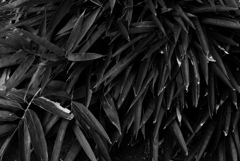 道端の単なる雑草