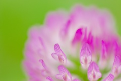 綺麗に咲けた？