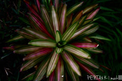 Carl Zeiss Jena TESSAR 1:2.8 / 50mm