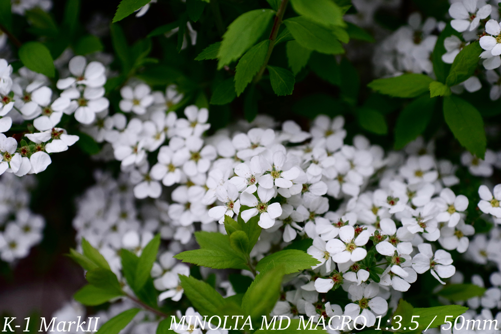 MINOLTA MD MACRO 1:3.5 / 50mm