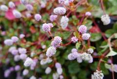 雨上がりの公園