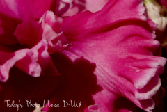 室内撮影シクラメン