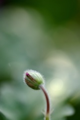 つぼみ