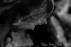 シクラメンの葉