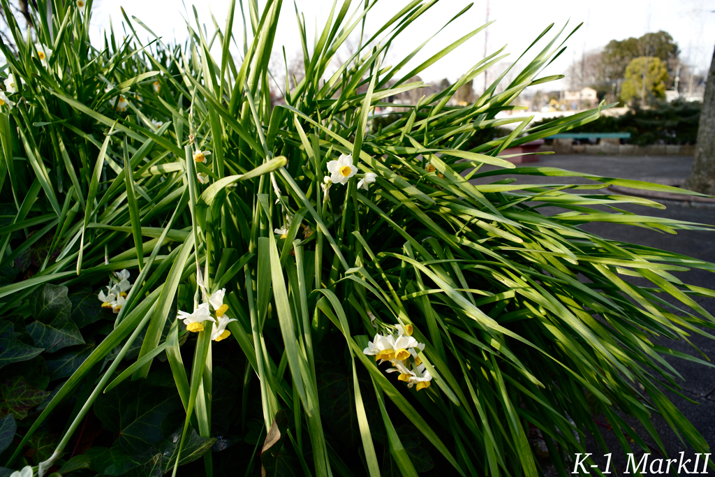 SMC PENTAX 1:2.8 / 24mm