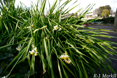 SMC PENTAX 1:2.8 / 24mm