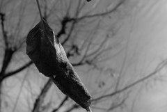 ままなく落ち葉に…