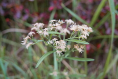 雨上がりの公園