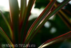 TESSAR2.8/50