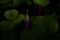 空き地の隅の花