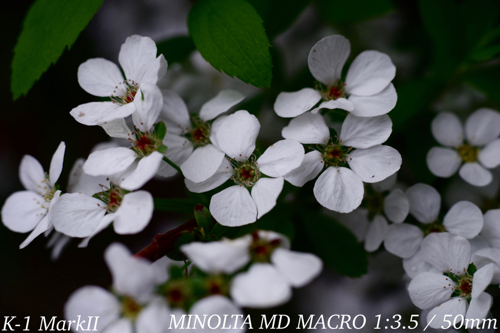 MINOLTA MD MACRO 1:3.5 / 50mm