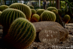 Carl Zeiss Jena TESSAR 1:2.8 / 50mm