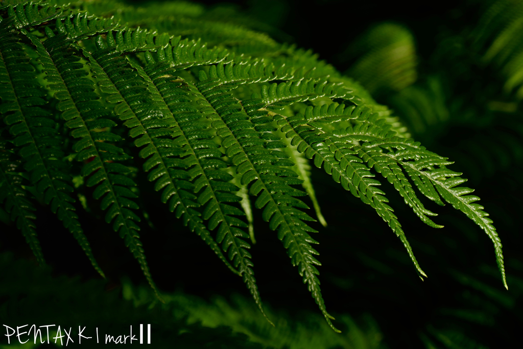 MINOLTA MD macro