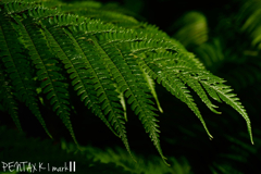MINOLTA MD macro