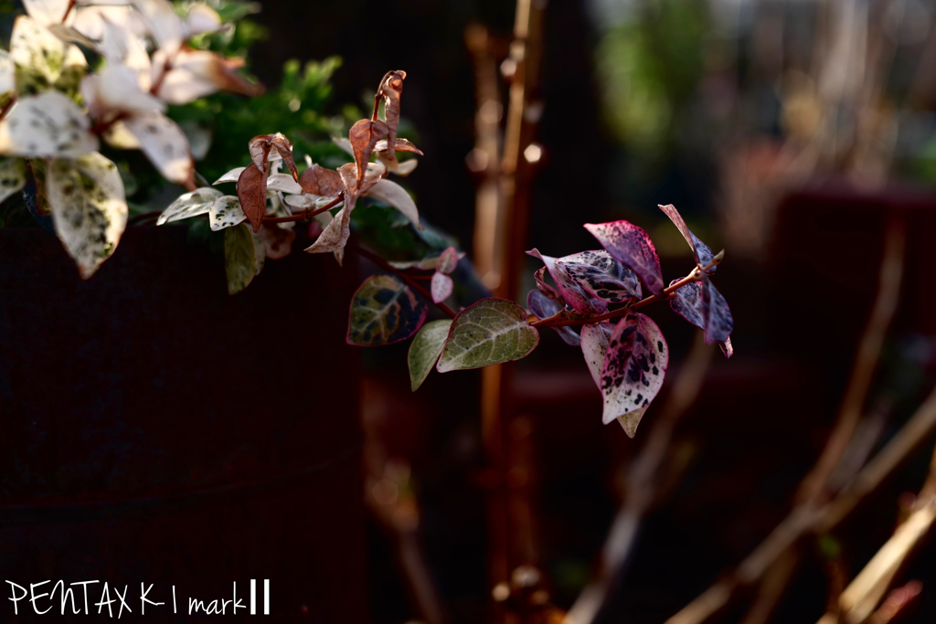 Carl Zeiss Jena TESSAR 1:2.8 / 50mm