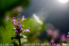 MINOLTA MD MACRO 1:3.5 / 50mm