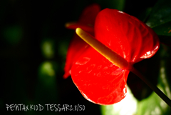 TESSAR2.8/50