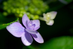 紫陽花祭り