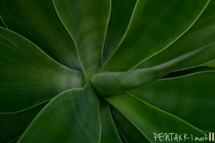 Carl Zeiss Jena TESSAR 1:2.8 / 50mm