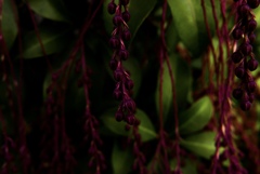 通りすがりの道端の花