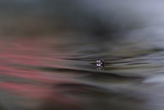 水面に浮かんだ水滴
