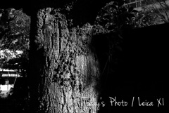 いつもの散歩道