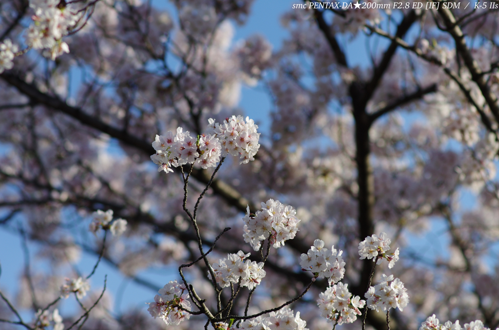 SAKURA