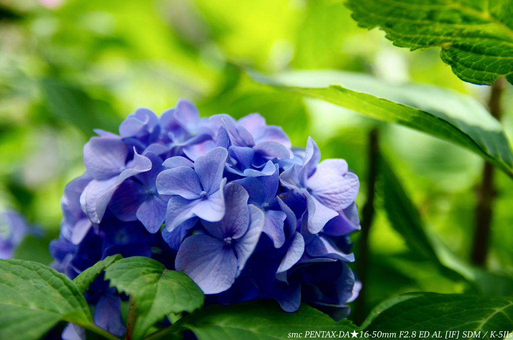 紫陽花