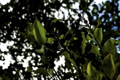 自然光で遊ぶ…