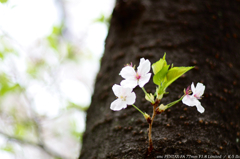 SAKURA