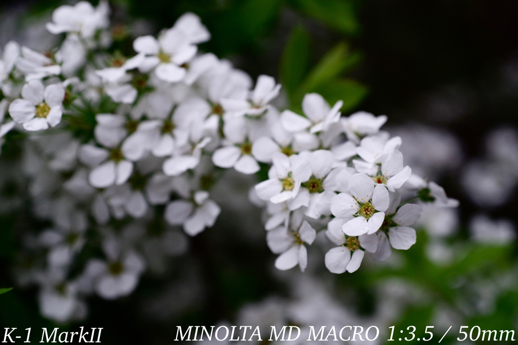 MINOLTA MD MACRO 1:3.5 / 50mm
