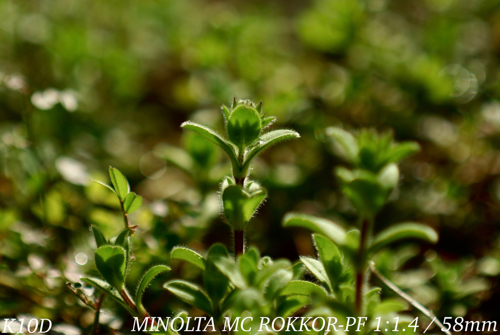 MINOLTA MC ROKKOR-PF 1:1.4 / 58mm