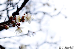 SMC PENTAX 1:2.8 / 24mm