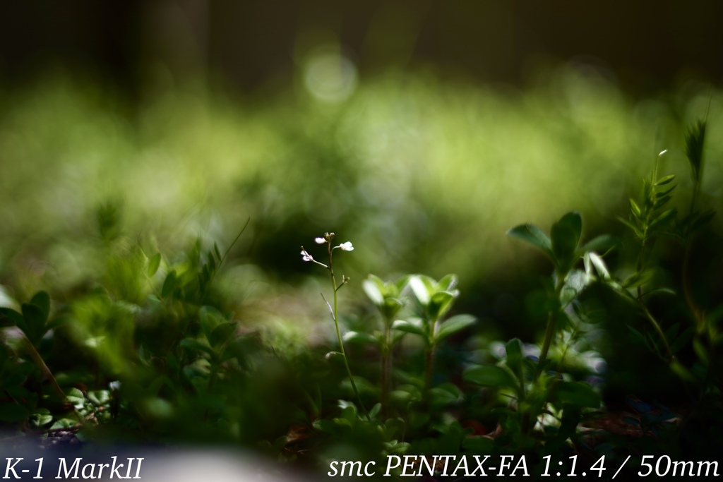 smc PENTAX-FA 1:1.4 / 50mm