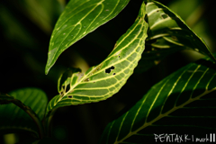Carl Zeiss Jena TESSAR 1:2.8 / 50mm