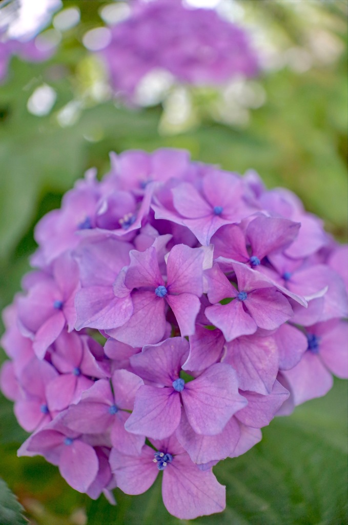 紫陽花