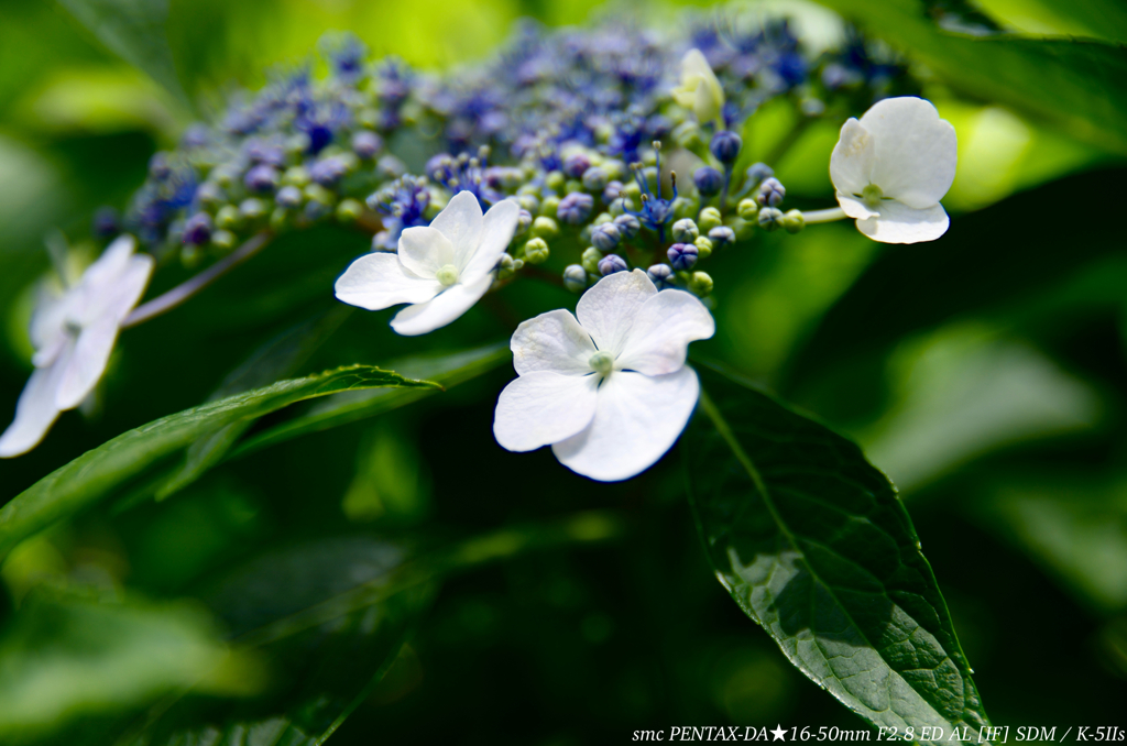 紫陽花